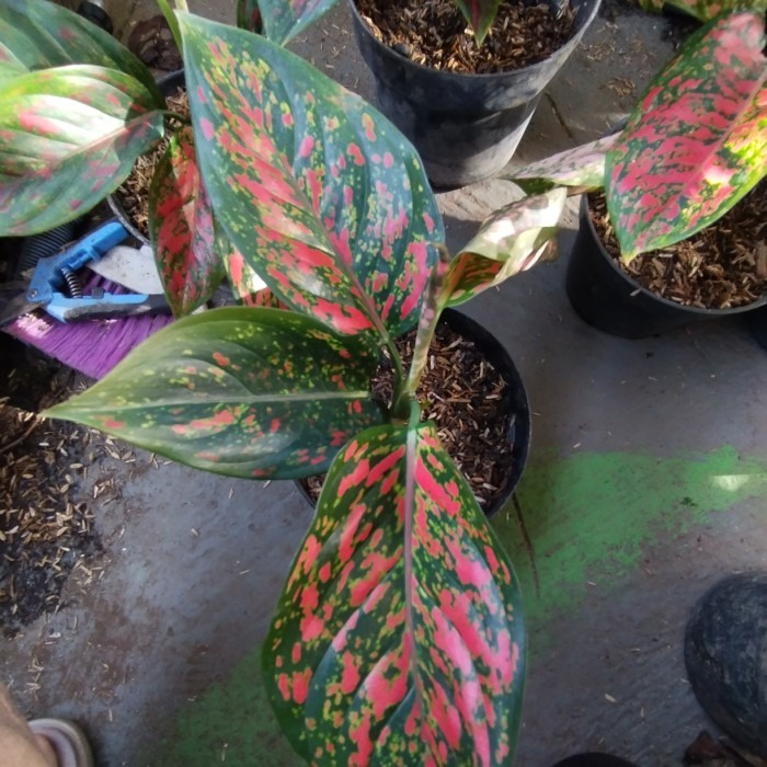 Tanaman hias Aglonema Venus, bagus