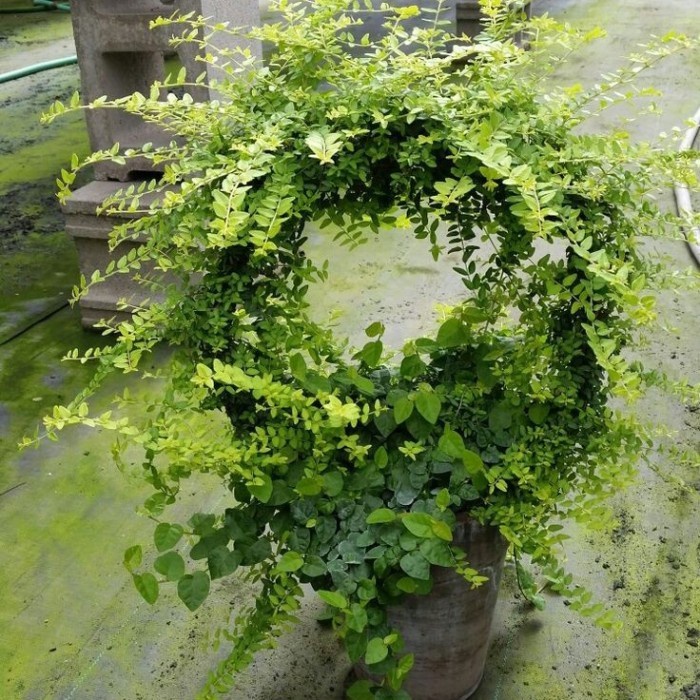 Loop Planters - 15cm Media Rambat Turus Besi Bulat Tanaman Hias