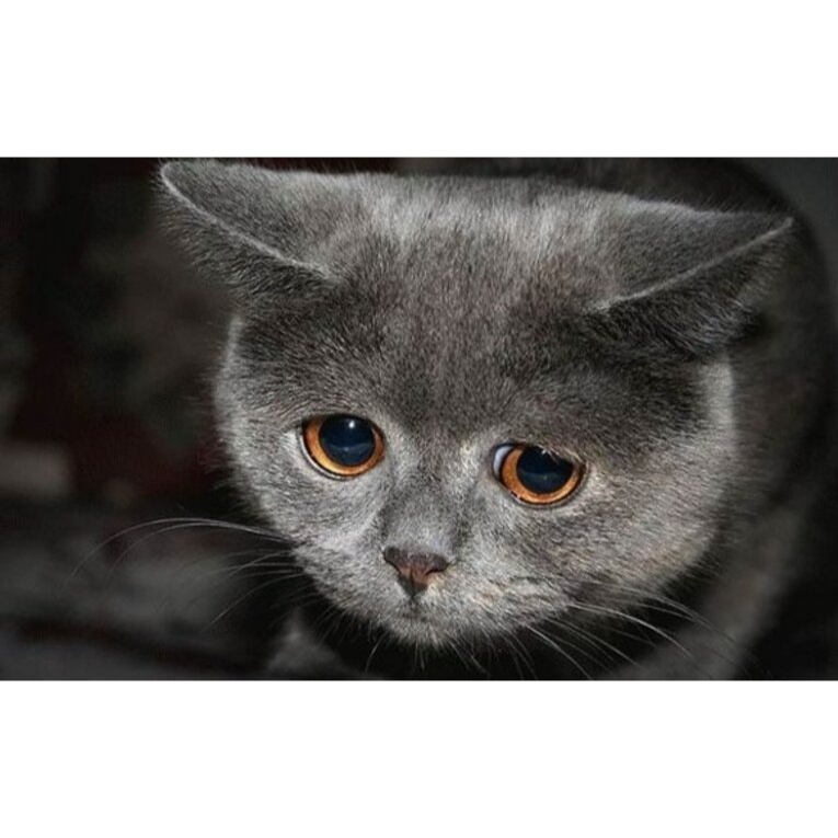 Gambar kucing lucu