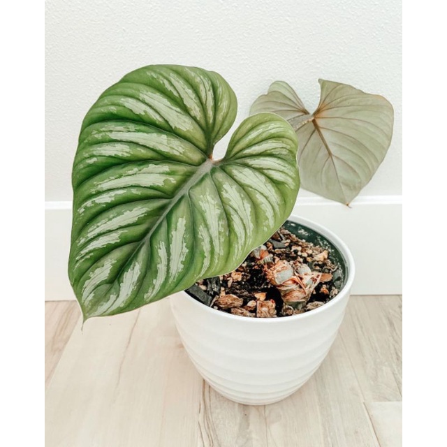 Tanaman hias philodendron plowmanii / philodendron plowmanii / Philo pilo plomani / BEAUTY.PLANTS