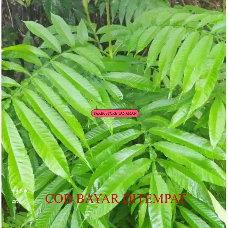 

Termurah Daun sungkai herbal 100 gram fres REDY STOK LANGSUNG KIRIM