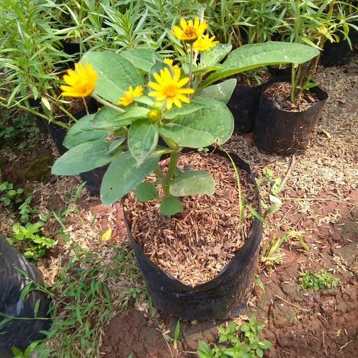 tanaman bunga matahari mini / tanaman bunga matahari / tanaman hias kolget / tanaman bunga kolget