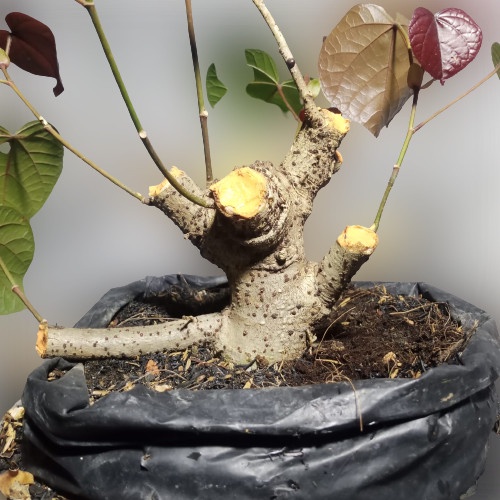 bahan bonsai waru merah pecah batang program akar  bogel mame small