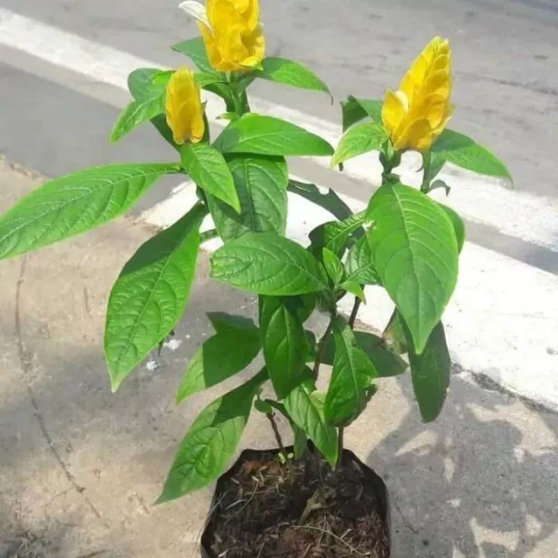 tanaman hias bunga lolipop / tanaman hias lolipop / tanaman lolipop / tanaman bunga lolipop
