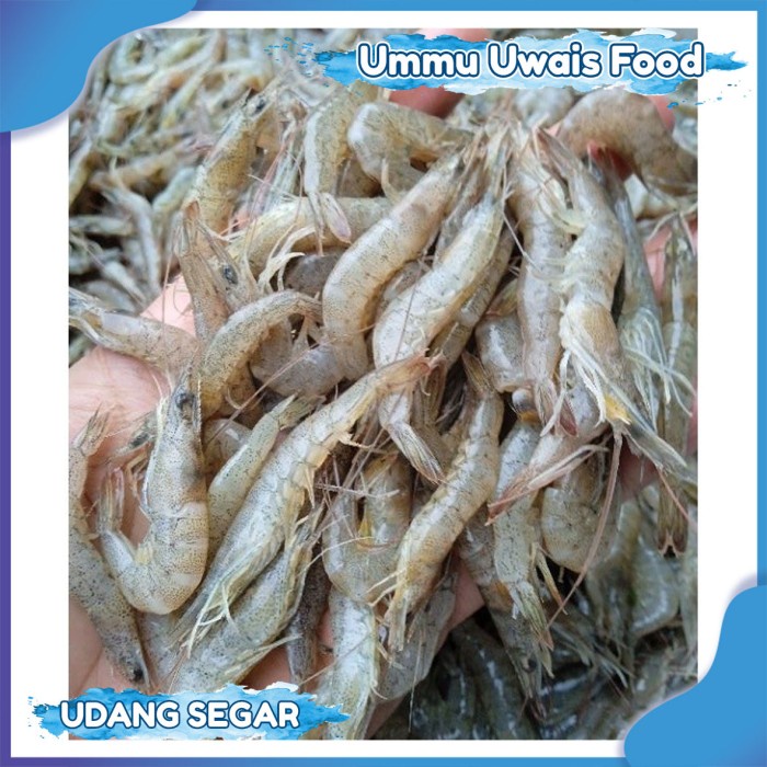 

Udang Api Api Ukuran Kecil Fresh [1 kg]