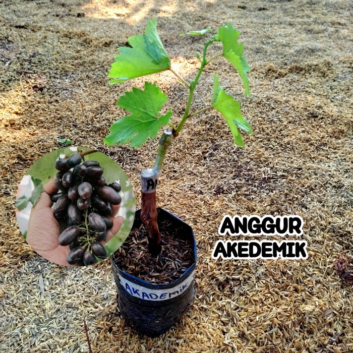 Bibit Anggur Akademik Grafting Tanaman Buah Anggur Import Akademik Super