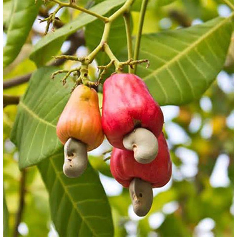 Bibit Jambu Mede Bibit Jambu Monyet Pohon Jambu Mede Jambu Mete  okulasi unggul cepat berbuah- hijau