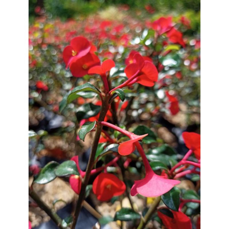 Bunga eforbia merah/bunga Euphorbia