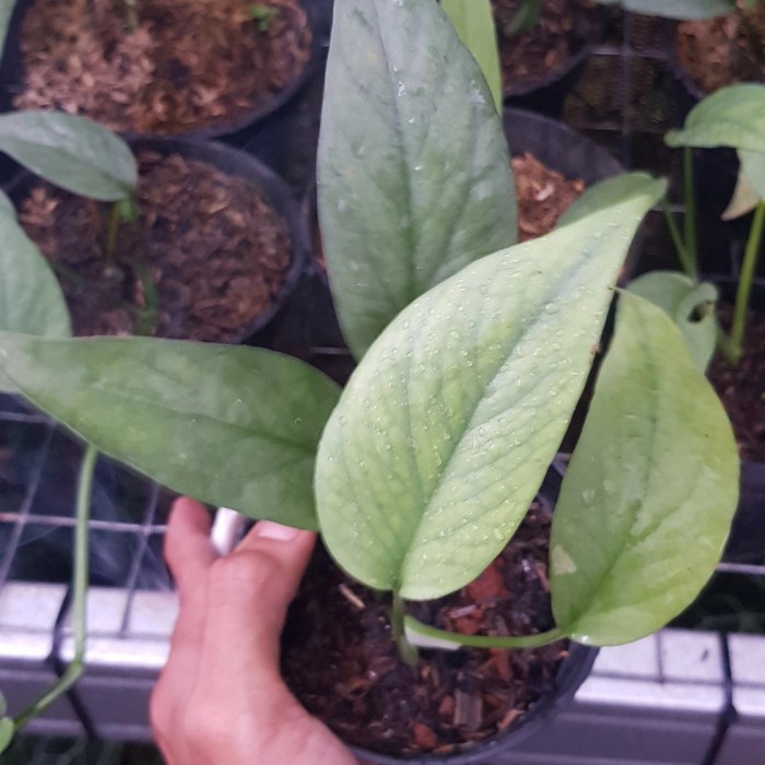philodendron cebu blue ori / tanaman hias cebu blue