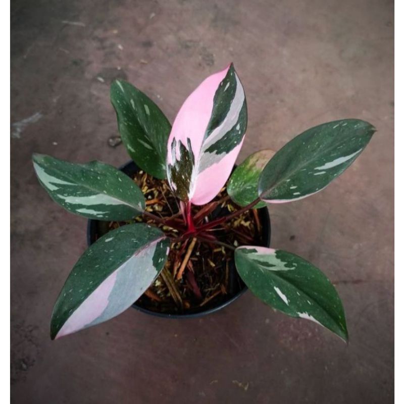 Promo Paket Hemat Philodendron Pink Princess /Bibit tanaman hias Bibit bonggol