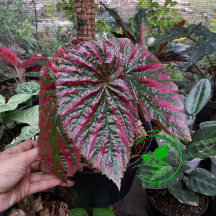 Tanaman Hias Begonia Rex Walet-Begonia Rex Wallet