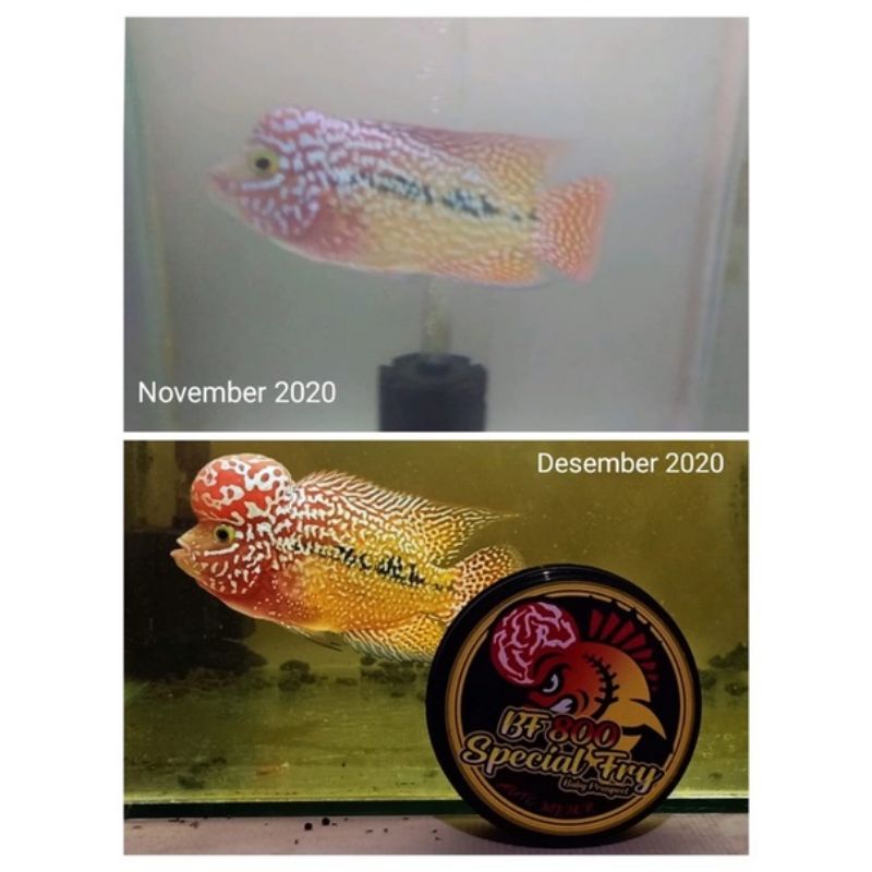 Pelet bf800 original asli Pakan louhan asli Bf800 menor