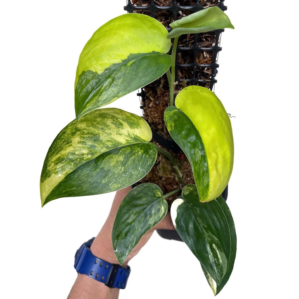 Tanaman bunga Scindapsus Jade Satin Variegata / skindapsus jadde satir varigata / Jade sati var