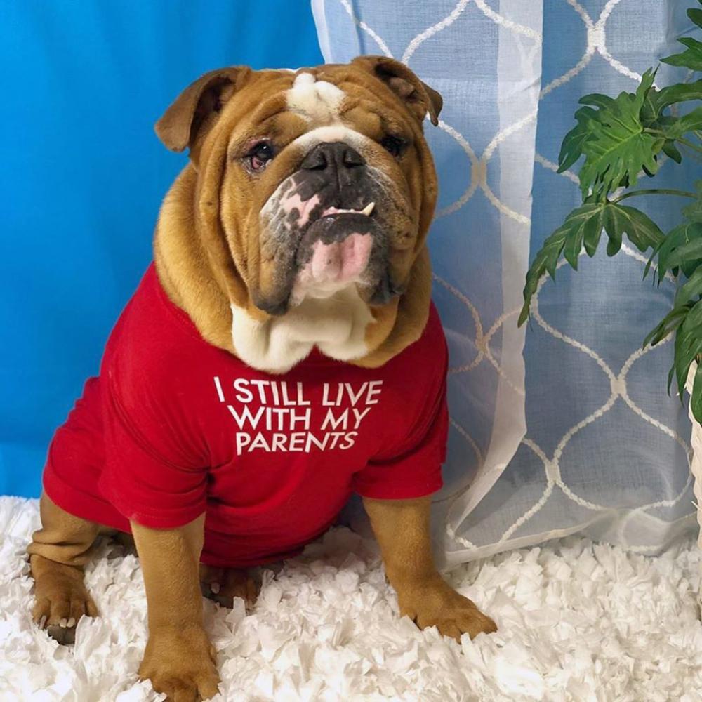 Timekey S-2XL Fashion Huruf Dicetak Musim Panas Anjing T-shirt Katun Murni Pakaian Anjing Untuk French Bulldog Lembut Bernapas Kostum Hewan Peliharaan B6O5