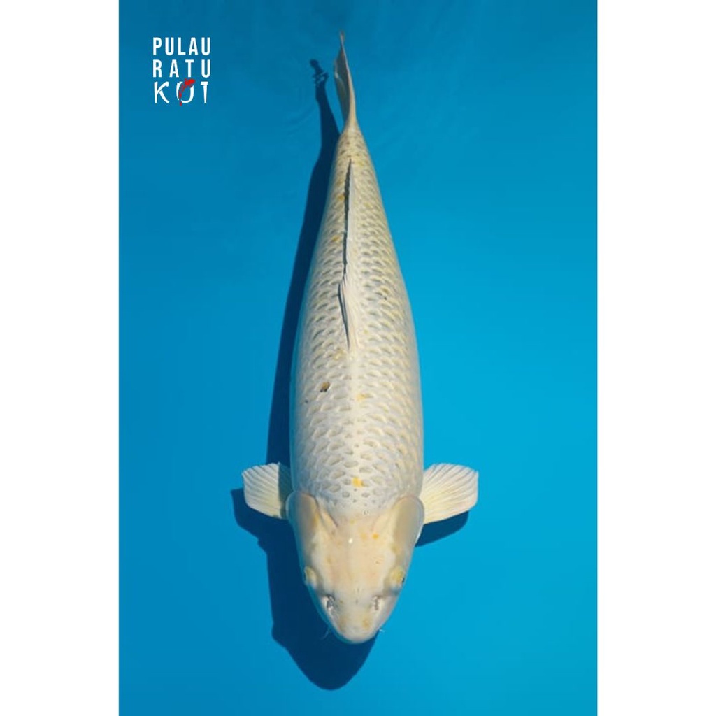 Platinum ogon 70 bu female botan dainichi koi import sertifikat breeder