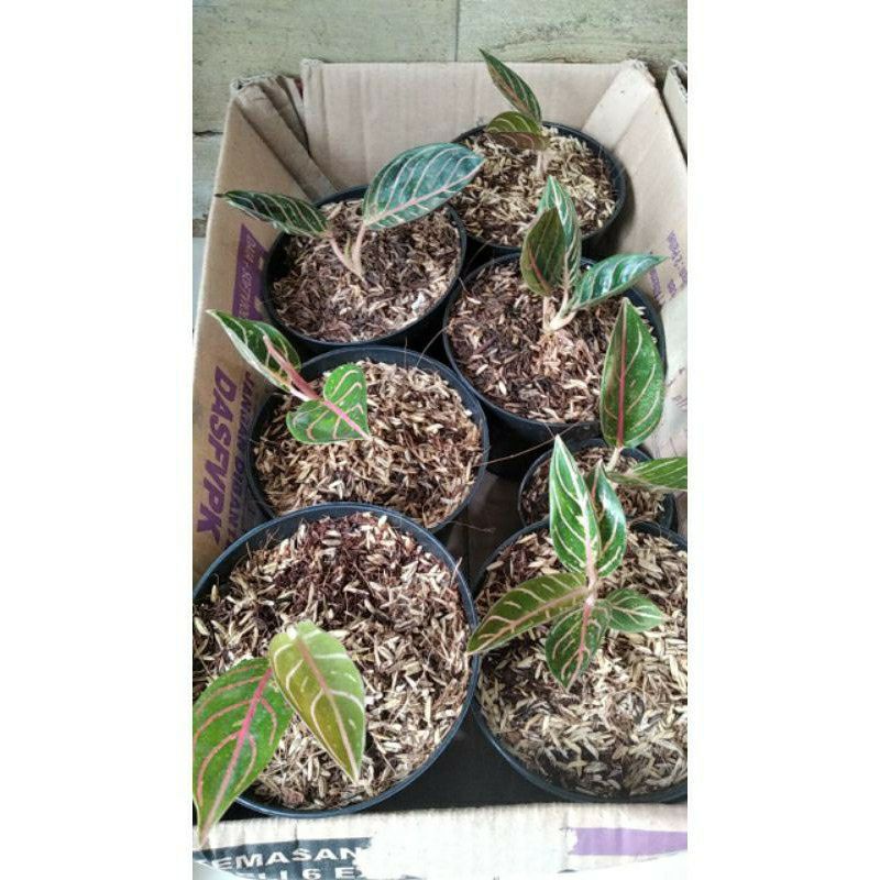 Bibit Aglonema Red Sumatra beli 3 bonus 1 - PrimitivFlora -aglonema indukan rimbun -tanaman bunga hias hidup unik murah -tanaman hias,bunga hias hidup murah -tanaman hias hidup murah gratis ongkir