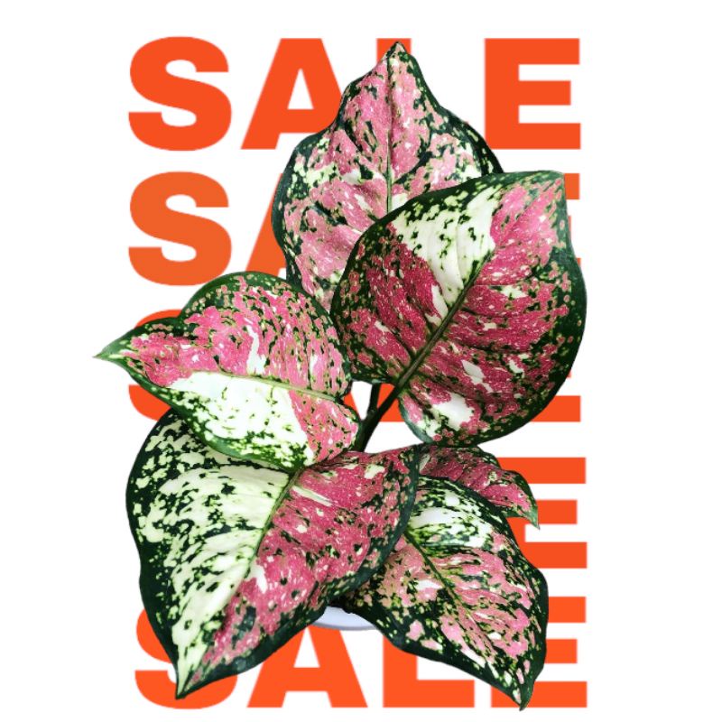 Bibit Bonggol Aglonema Tricolor