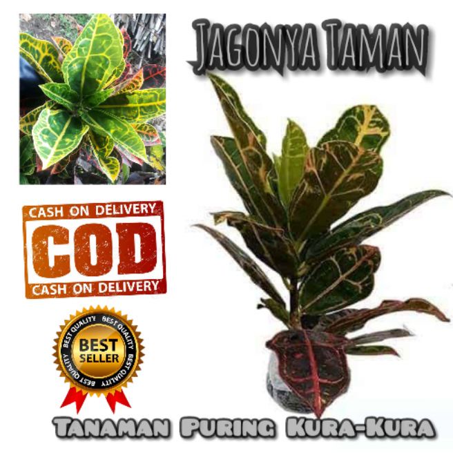 PROMO Tanaman Hias Puring Kura-Kura / Tanaman Puring Kura / Pohon Puring Kura Murah / Tanaman Hidup 