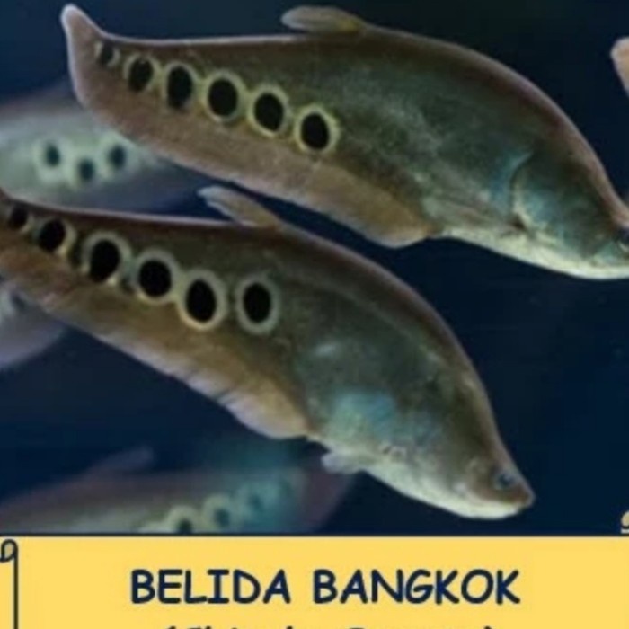 belida bangkok predator belida bangkok / chitala fish ikan hias sehat