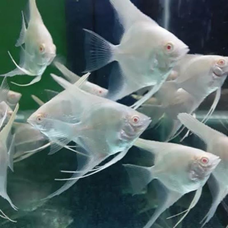 IKAN HIAS MANFISH PLATINUM MATA MERAH / MAN FISH PLATINUM RED EYE SEHAT