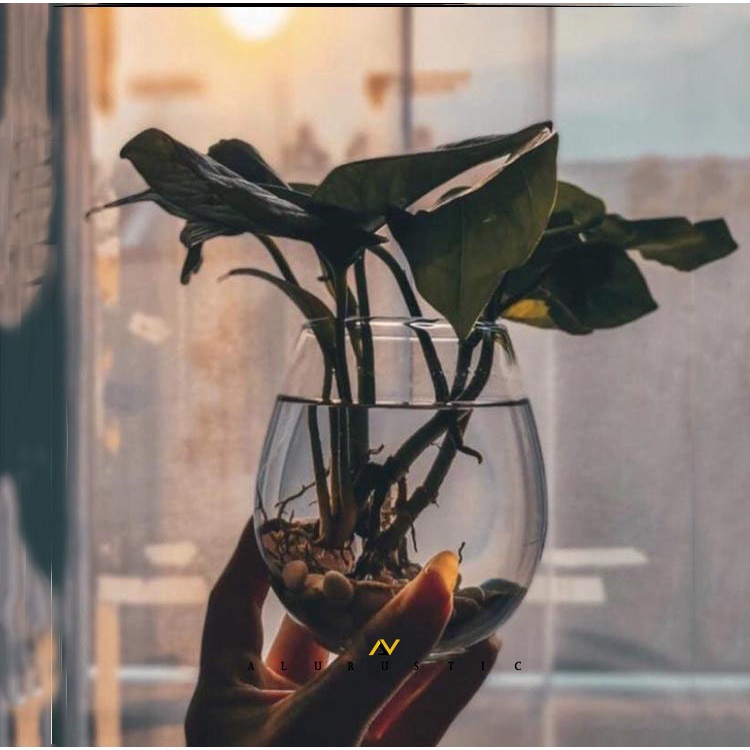 vas kaca bulat fullset / Vas Kaca Bulat / Vas Kaca Murah / Vas Kaca Bening/ Vas Tanaman Hias / Vas T