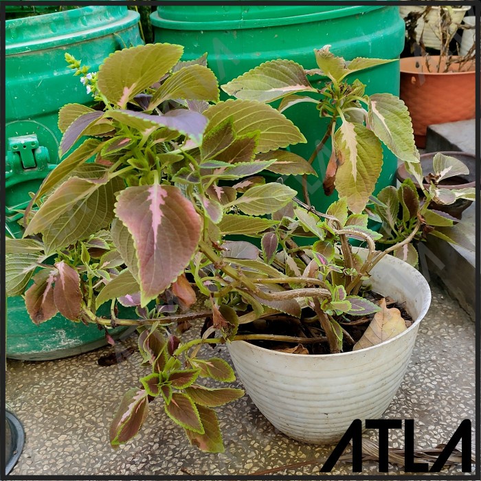 Tanaman Hias Miana Tricolor Pohon Kembang Coleus Jawer Kotok