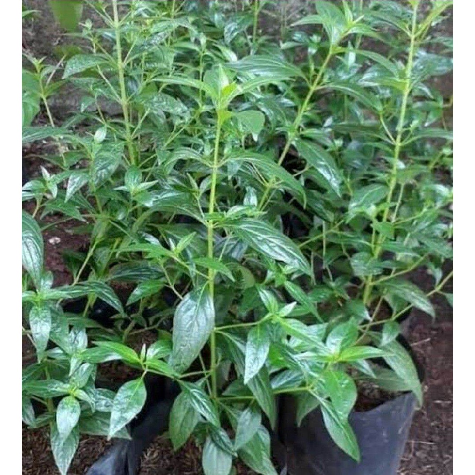 Tanaman Sambiloto//Bibit Sambiloto