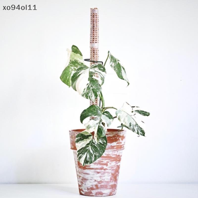Xo New 25cm Tongkat Galah Tanaman Panjat Plant Growing Support Stick OL