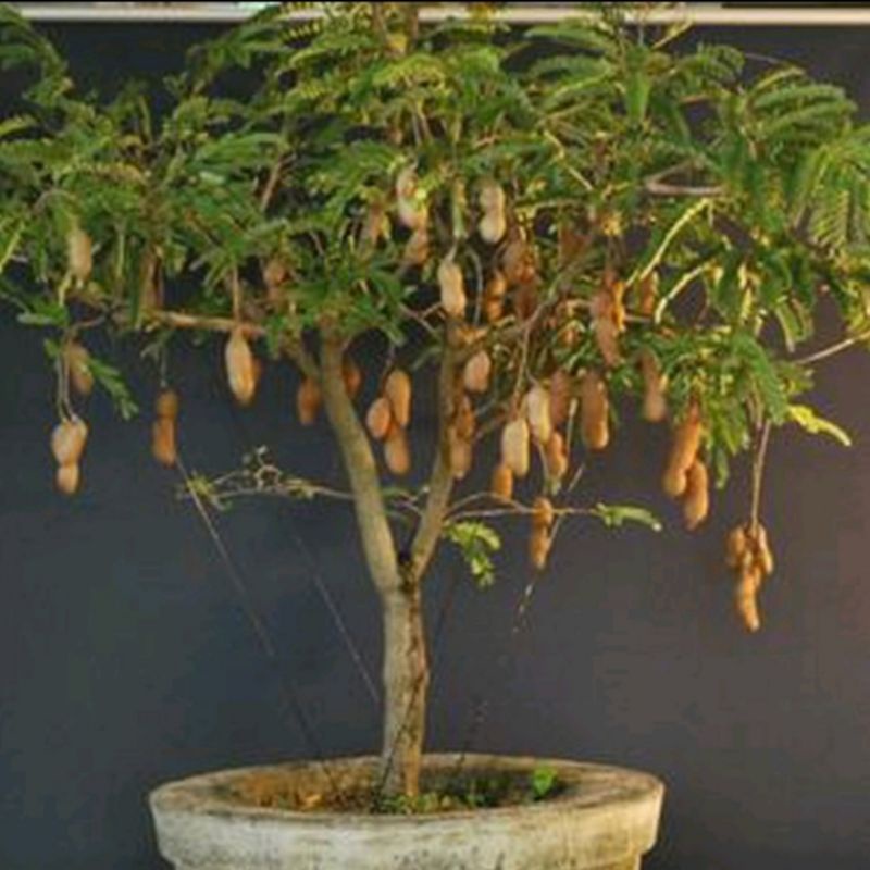 Bibit Buah Asem Jawa tanaman dalam pot cepat berbuah tanaman buah buahan