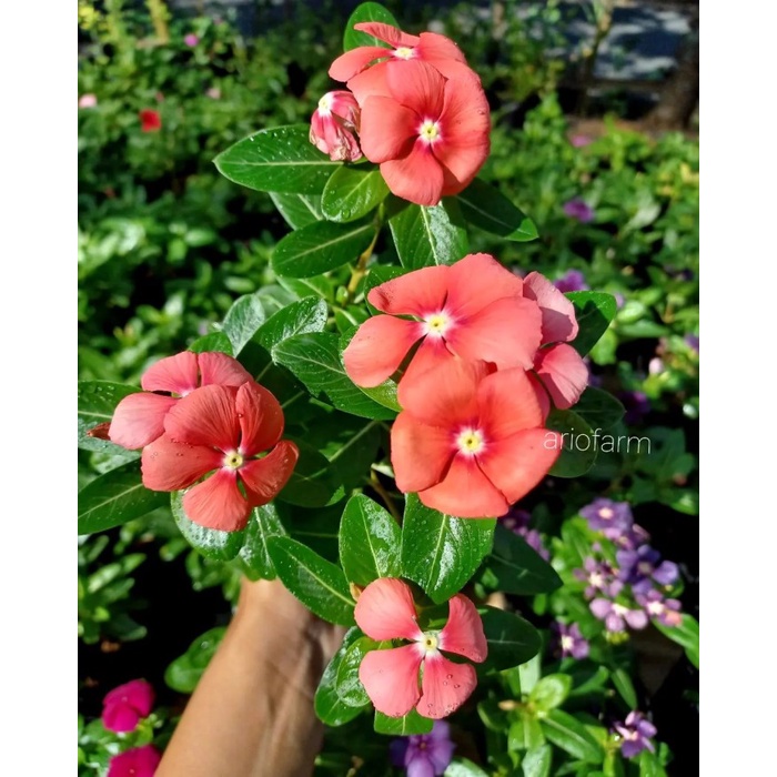 PROMO  tanaman hias hidup bungga vinca juntai - Orange