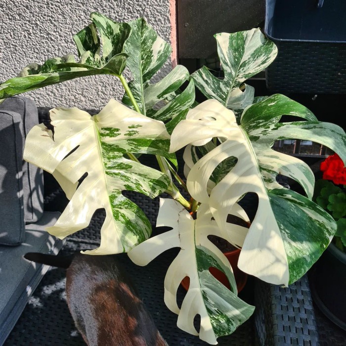 Bibit Bonggol monstera deliciosa variegata
