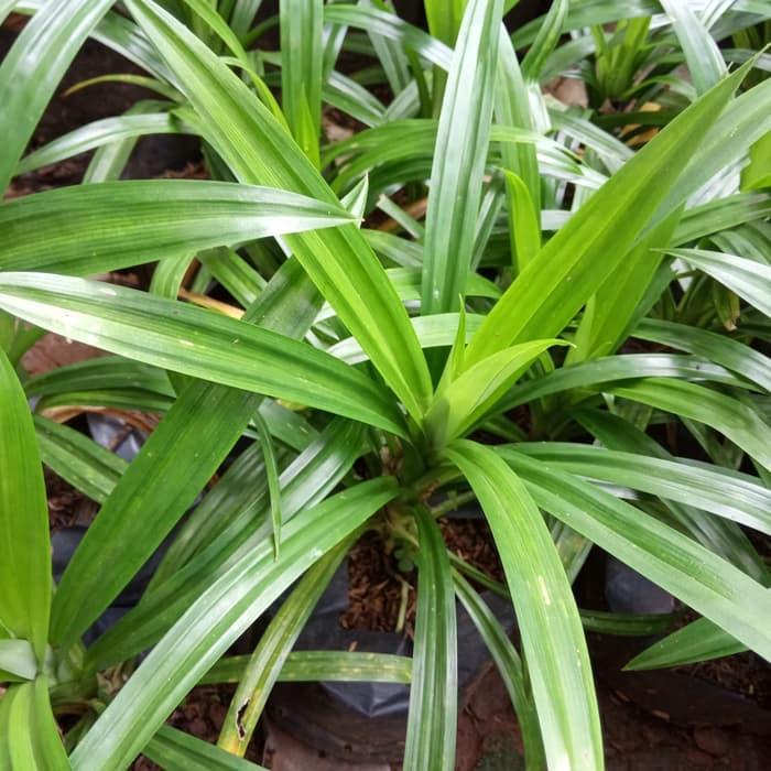 tanaman pandan wangi - pohon pandan wangi - pandan wangi