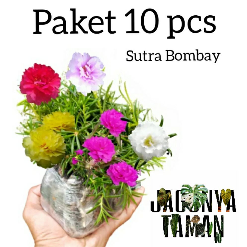 PROMO Paket 10 Tanaman Hias Kerokot Sutera Bombay / Moss Rose Portulaca / Tanaman Hidup Sutra Bombai