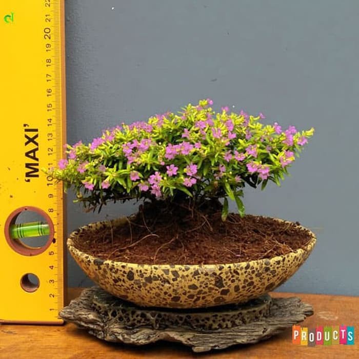 Tanaman hias taiwan beuty bunga ungu / taiwan beuty bunga ungu / tanaman hias taiwan bunga ungu