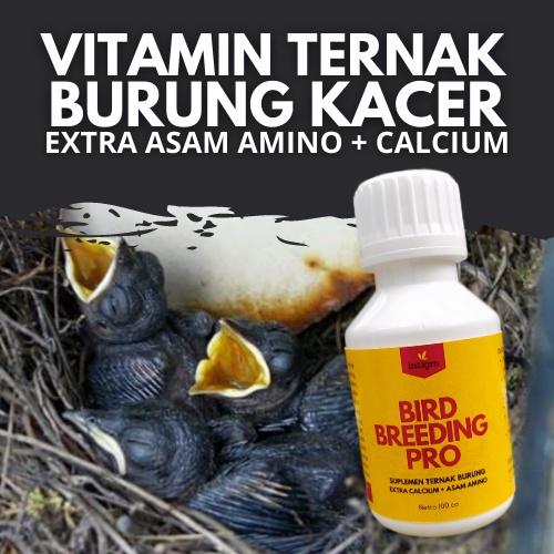 *MBS* Vitamin Ternak Burung Kacer / Obat Ternak Burung Kacer / Vitamin Breeding Burung Kacer Ternak 