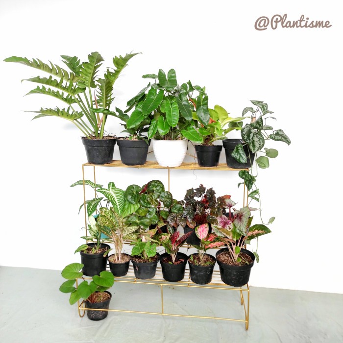 Rak - Rak Tangga Susun 3 keatas (2+1) Pot Tanaman Hias Buah Bunga - Gold