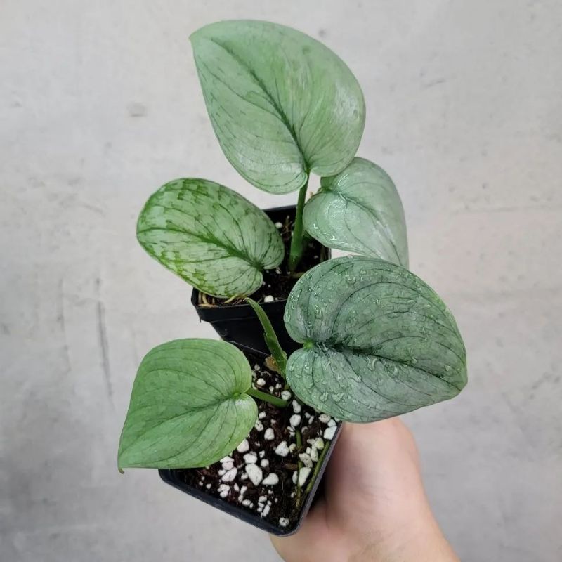 Tanaman hias Scindapsus Silver cloud / skindapsus hero / BEAUTY.PLANTS