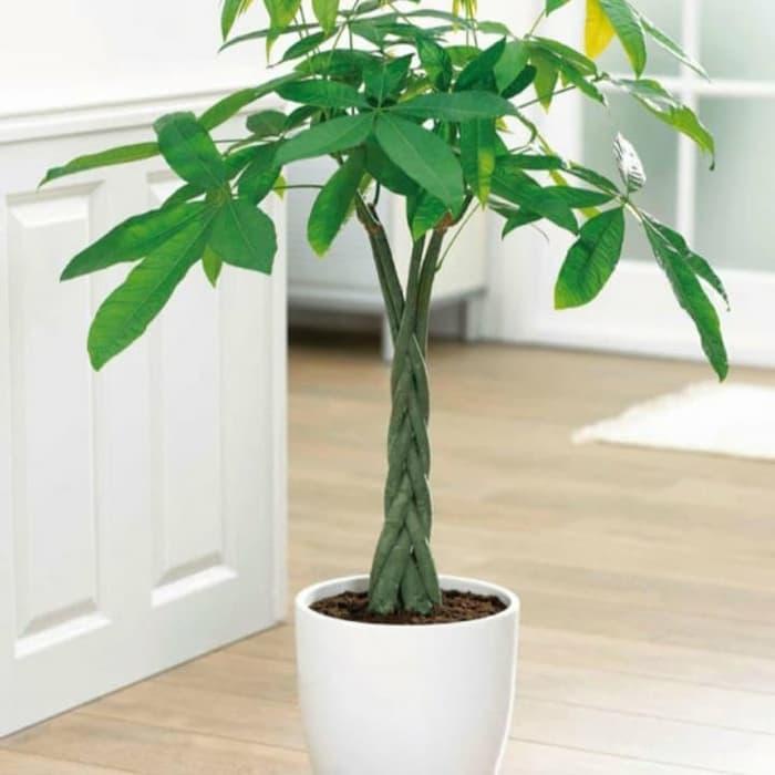 Tanaman hias pacira - tanaman hias - pacira - bibit tanaman - tanaman pacira kepang 9