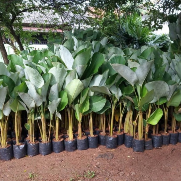 Tanaman hias calathea pisang/pisang kipas