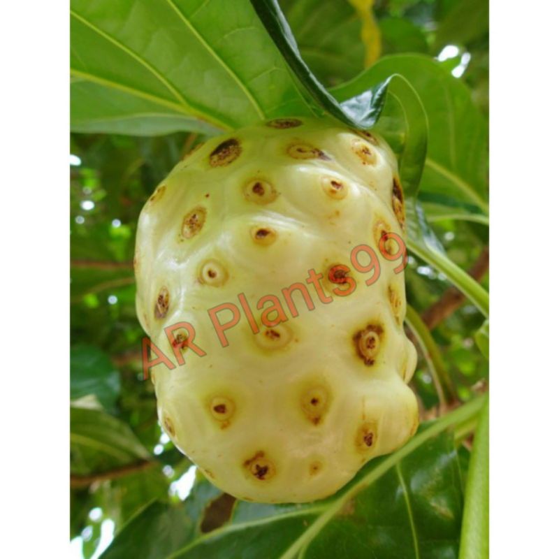 

(COD) BUAH MENGKUDU / CANGKUDU SEGAR 1 KG