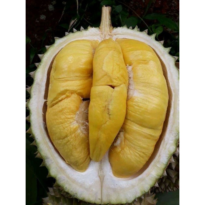 bibit durian montong okulasi asli berkwalitas bibit unggulan