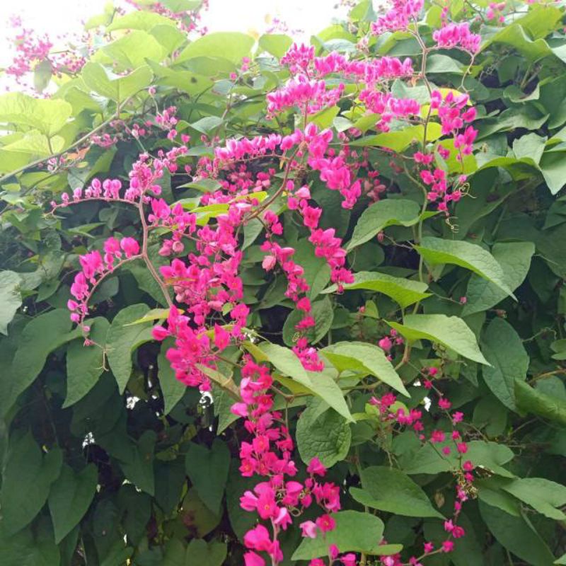 bibit tanaman bunga air mata pengantin pink|air mata pengantin