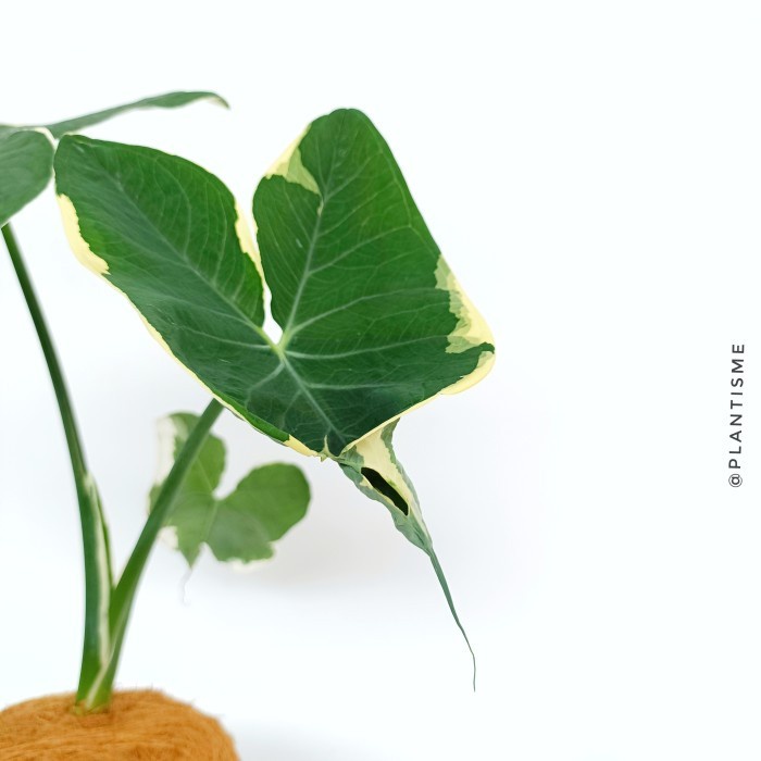 Kokedama - Variegated Alocasia Xanthosoma Sagittifolium - w/ Gantungan - w/ Gantungan