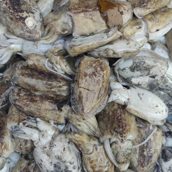 

sotong basah cumi pasar online makassar