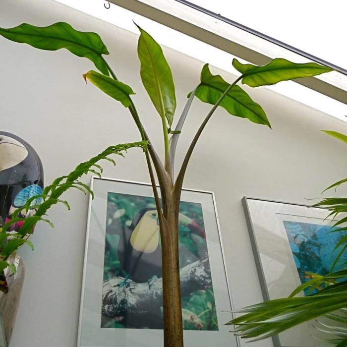 Tanaman Hias - Pisang Amazon / Madagascar - Typhonodorum lindleyanum