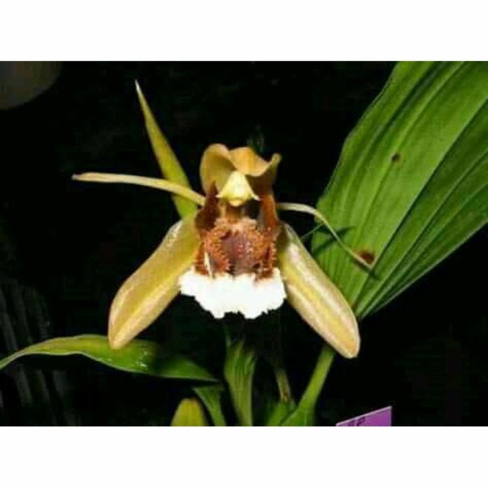 Anggrek coelogyne specios