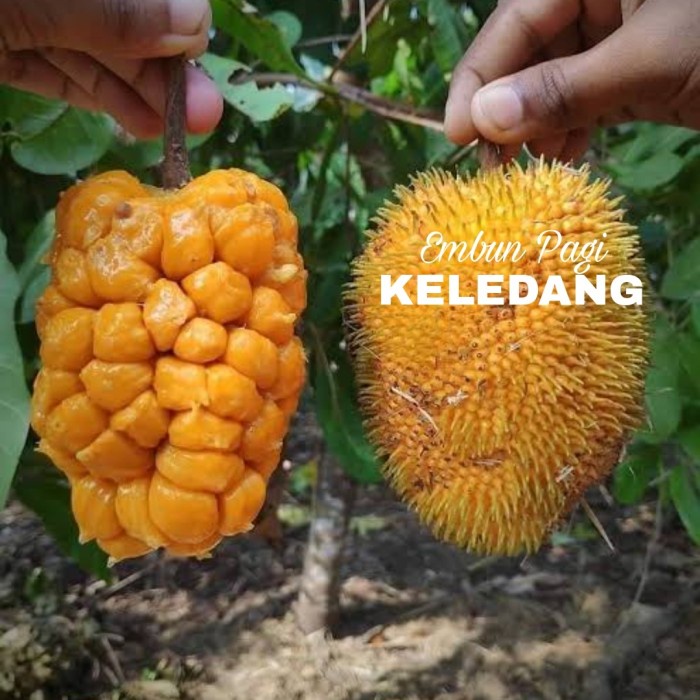 Bibit Buah Keledang Langka Asli Kalimantan