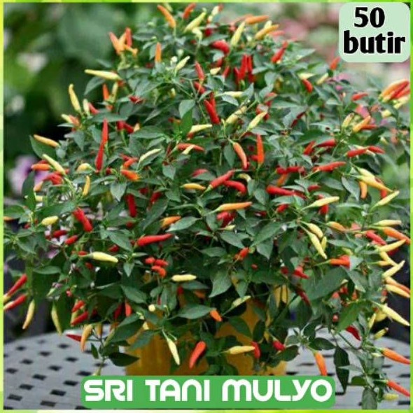 ID ISI 100 BENIH BIJI - BENIH CABE RAWIT SETAN HIBRIDA F1 TANAMAN SAYUR CABE HIAS CABE UNIK. - BIBIT