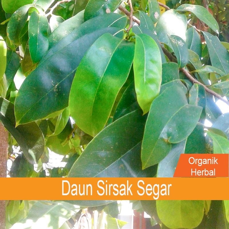 

(COD) daun sirsak segar organik langsung petik 1kg murah