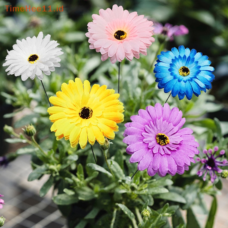 Timehee Bunch of Barberton Daisy Multichamber Stakes Pot Bunga Taman Halaman Tanaman Decor ID